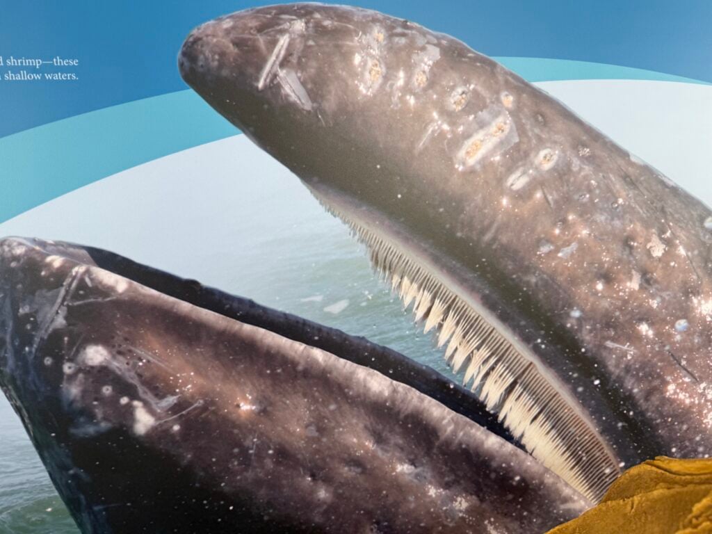 open mouth of a whale
