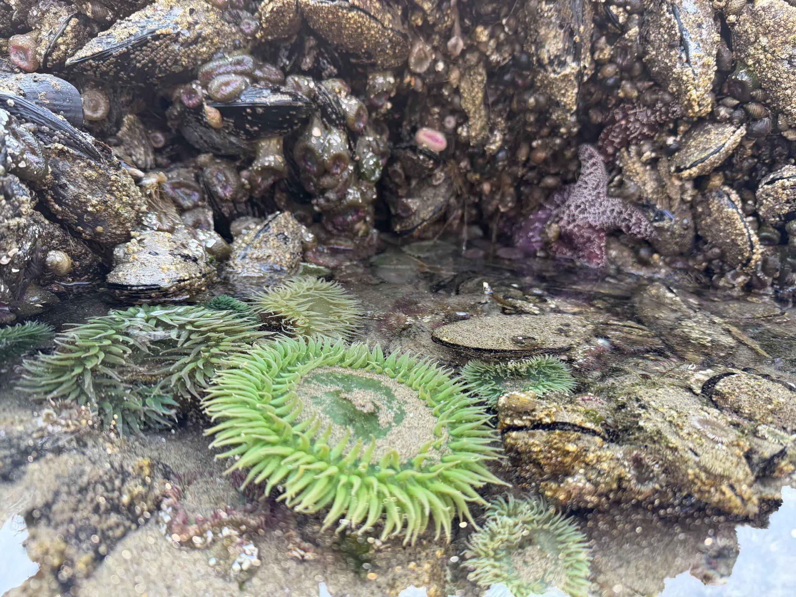Sea stars, anemones, and mussels