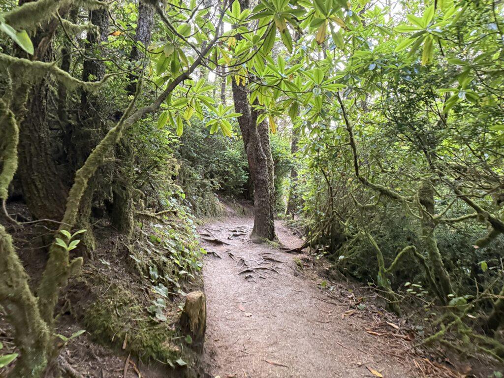 sand trail to beach through shrubs