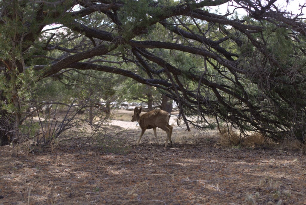 deer in the brush