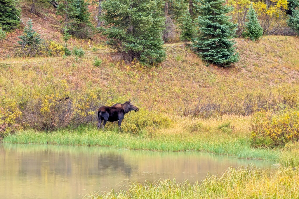 moose in meadow near pond