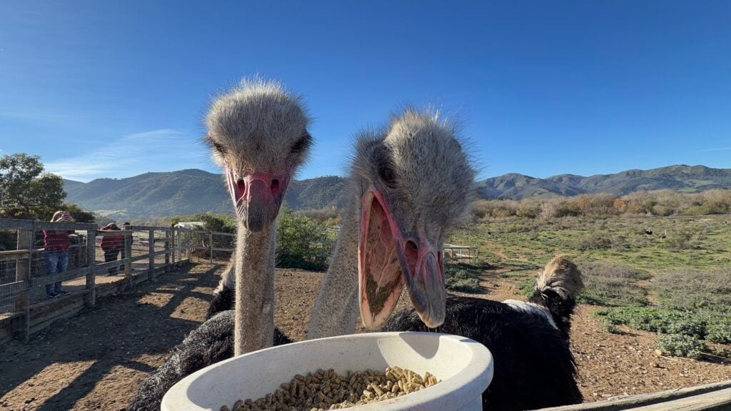 ostriches eating