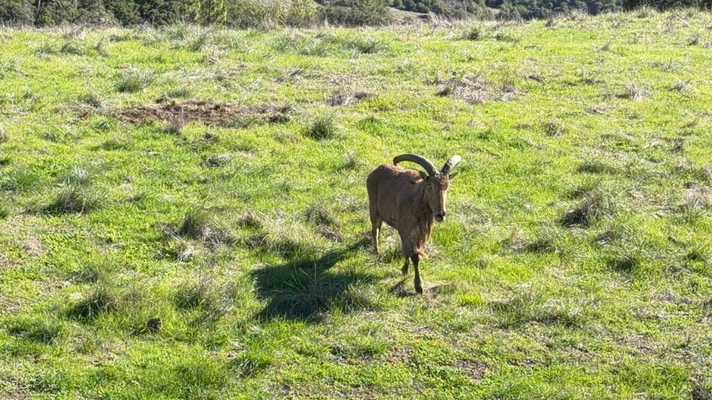 Himalayan Tahr