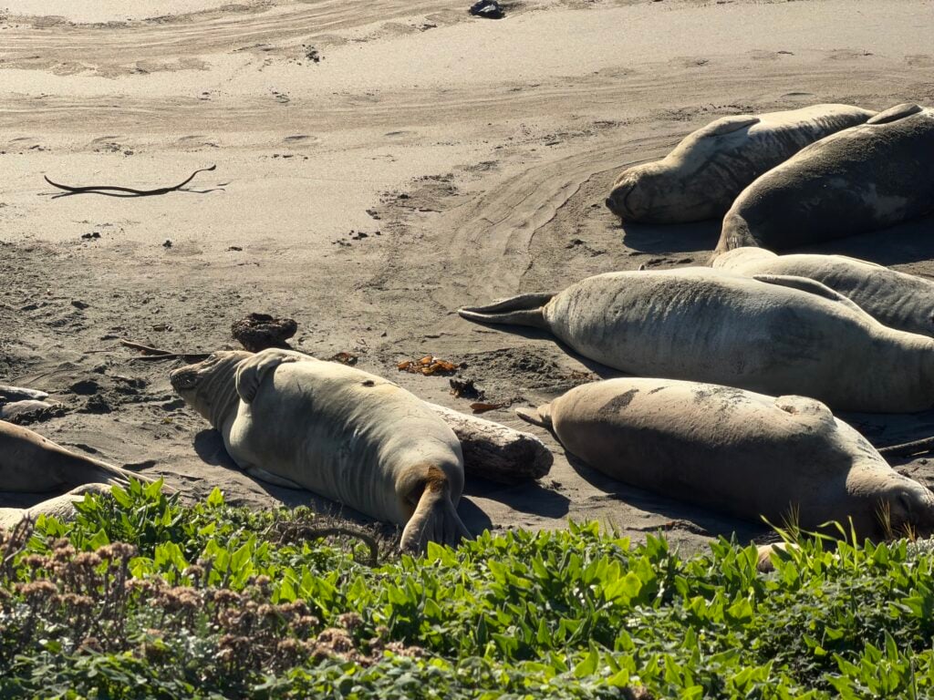 seals laying on beach