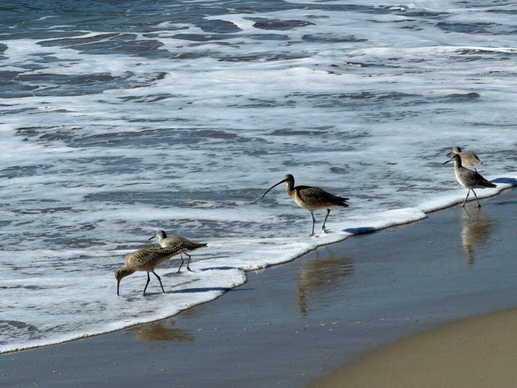 Long-billed Curlews on the beach