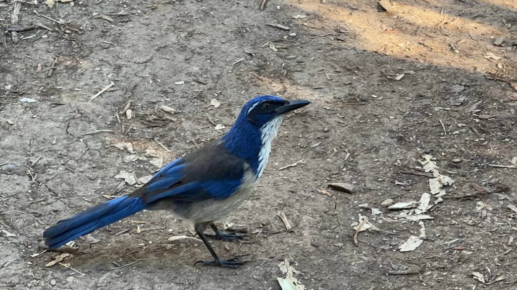 blue jay
