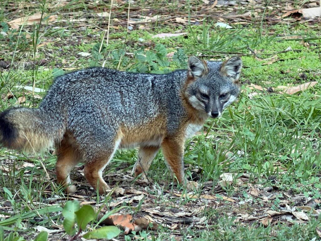 Island fox
