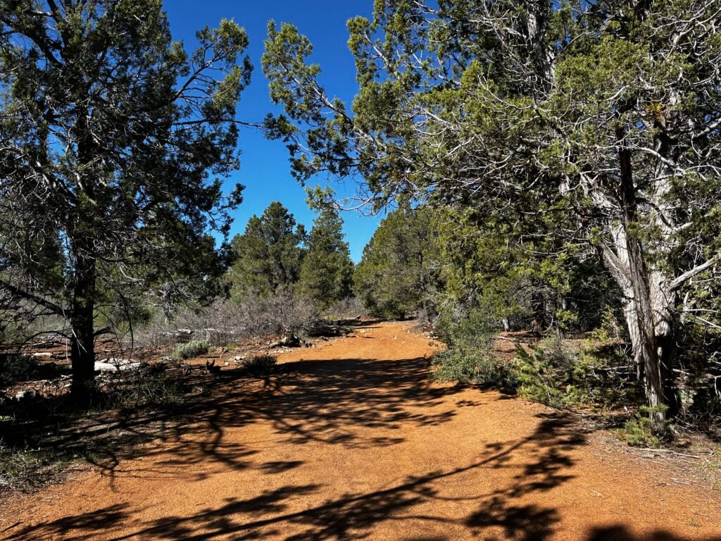 sandy trail through trees