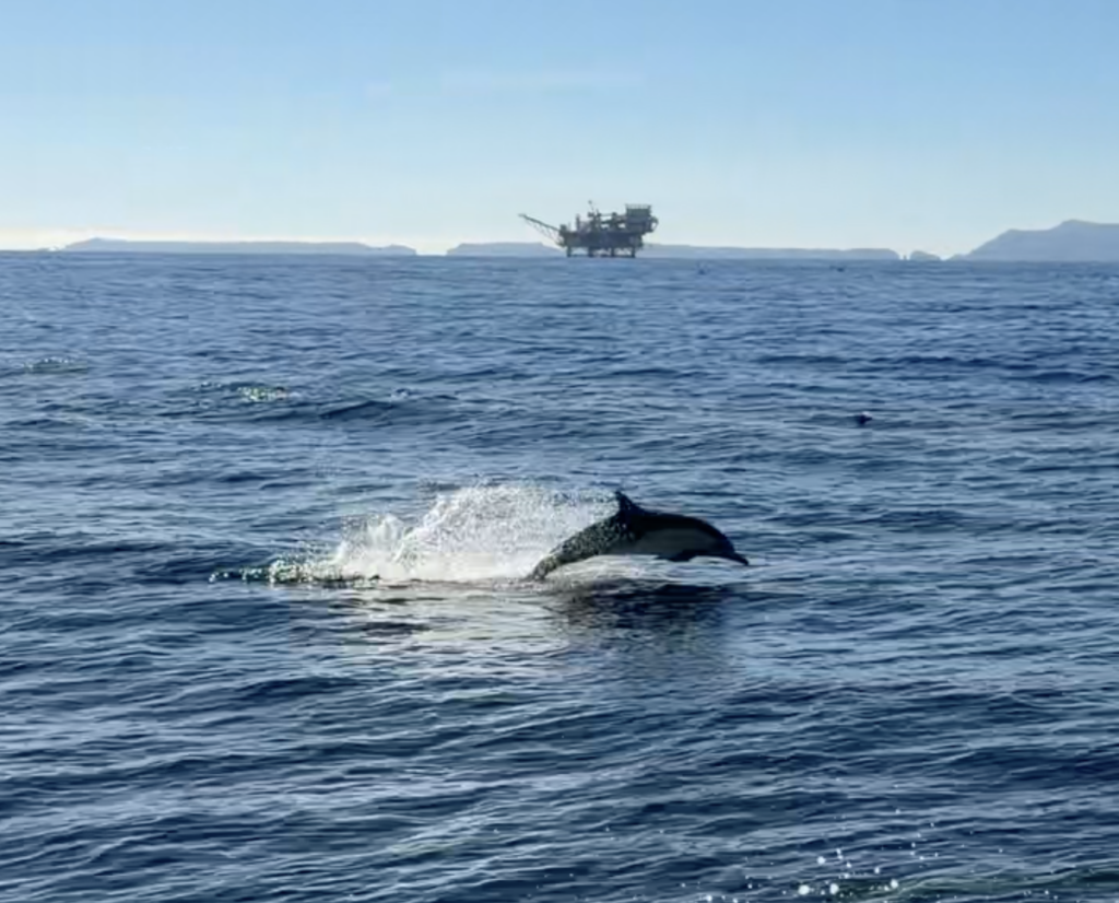 dolphin jumping in ocean near boat