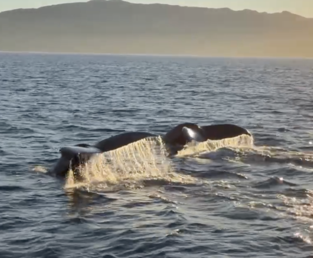 whale tales in ocean