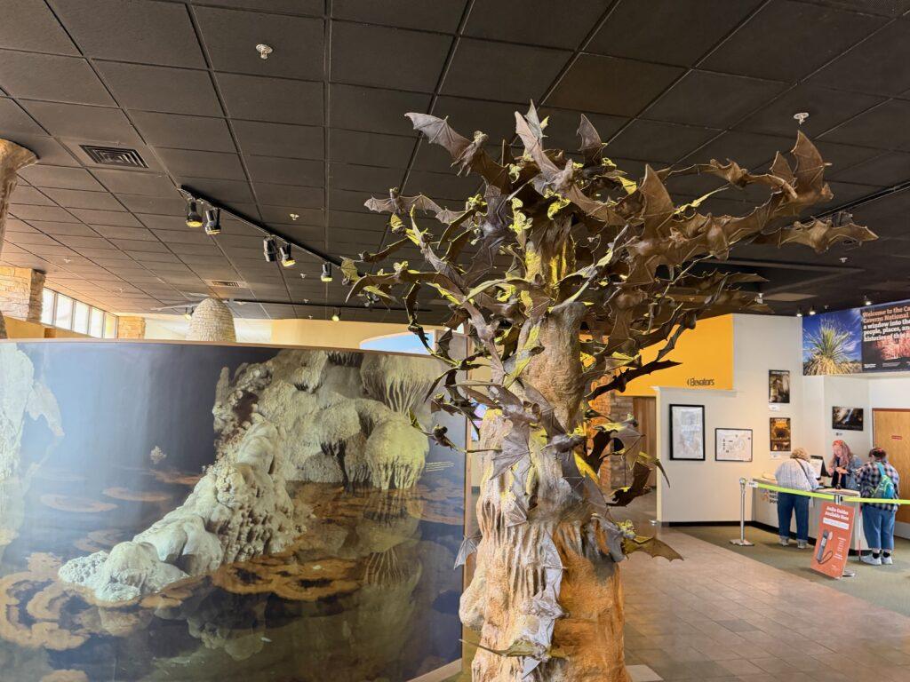 exhibit about bats in visitor center