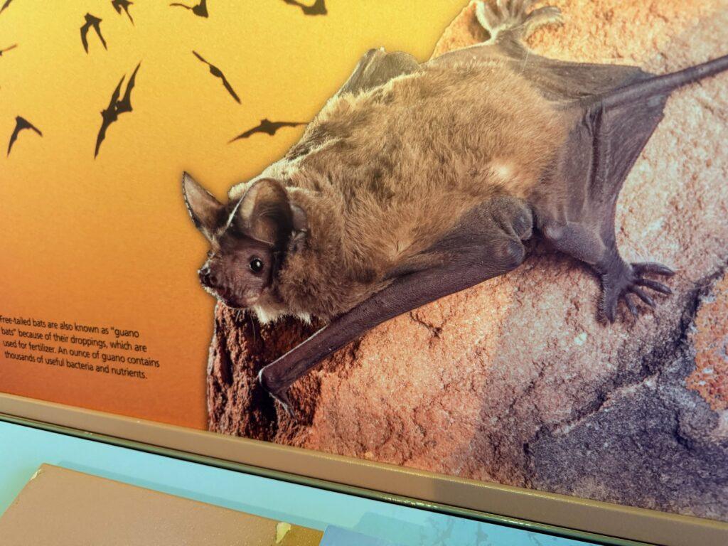 informational sign about bats