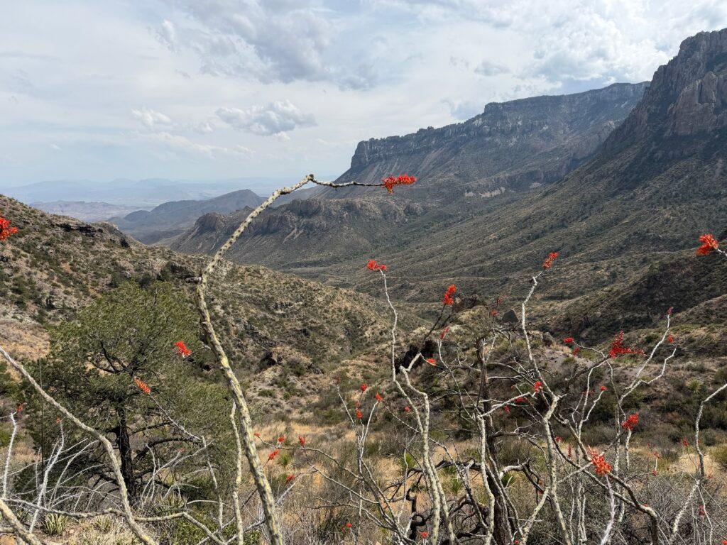 view of mountains through cacti with flowers