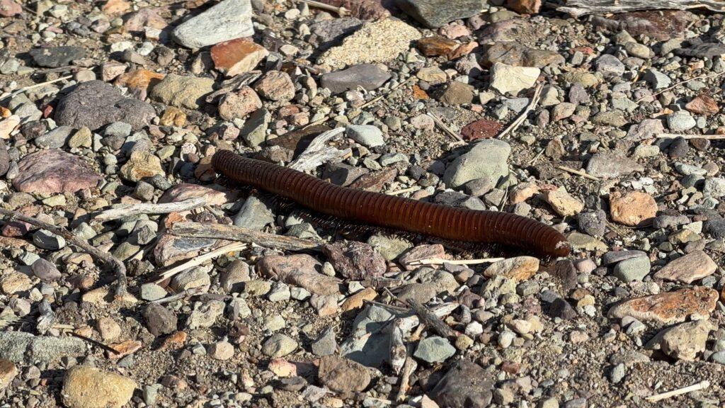 centipede in rocks