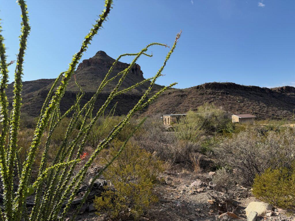 cactus and other desert plants
