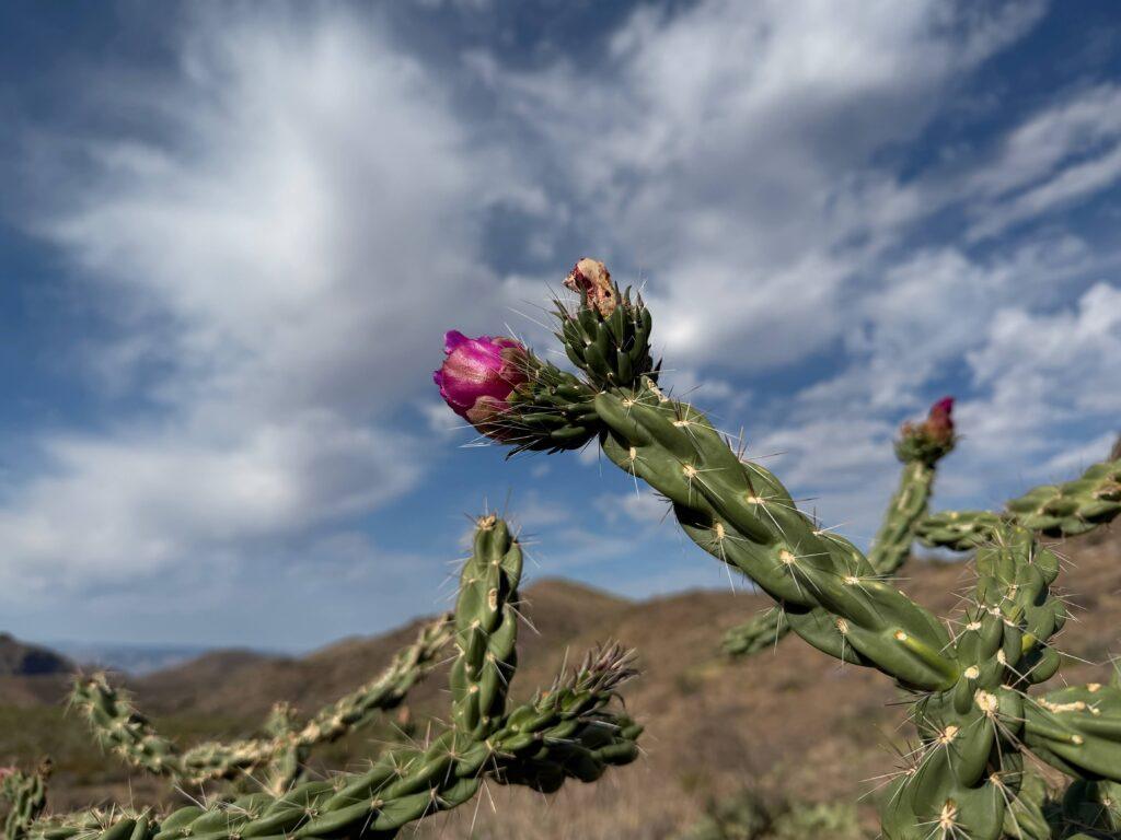 Cactus with flowers