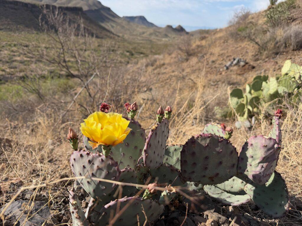 cactus with flower