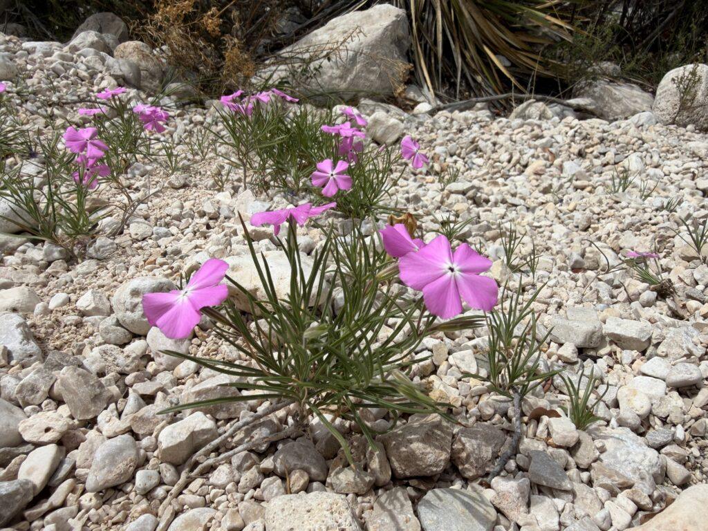 purple desert flowers