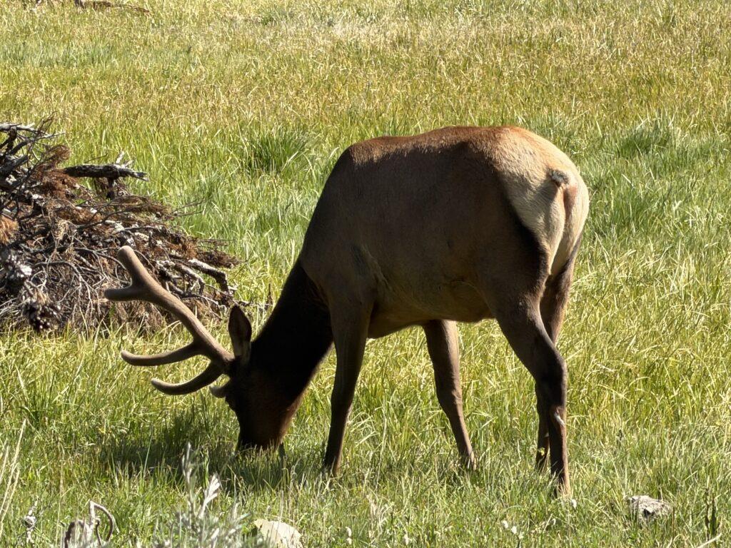 elk eating grass