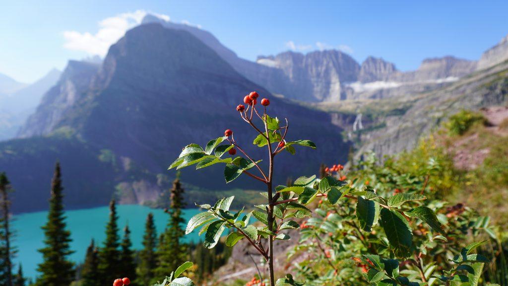 berries on bush on mountain trail with glacial lake and mountain peak behind