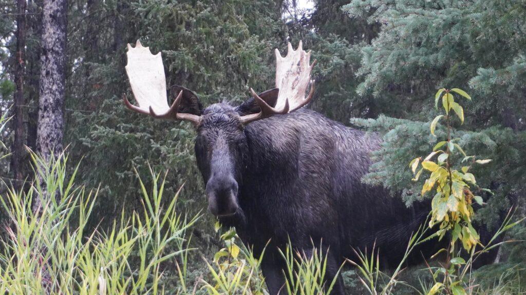 Moose in forest amongst trees