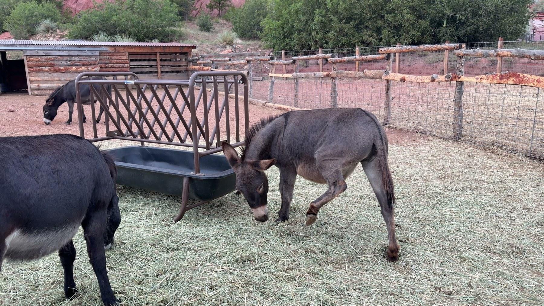 Three of Cripple Creek’s famous donkeys eating hay in their enclosure.