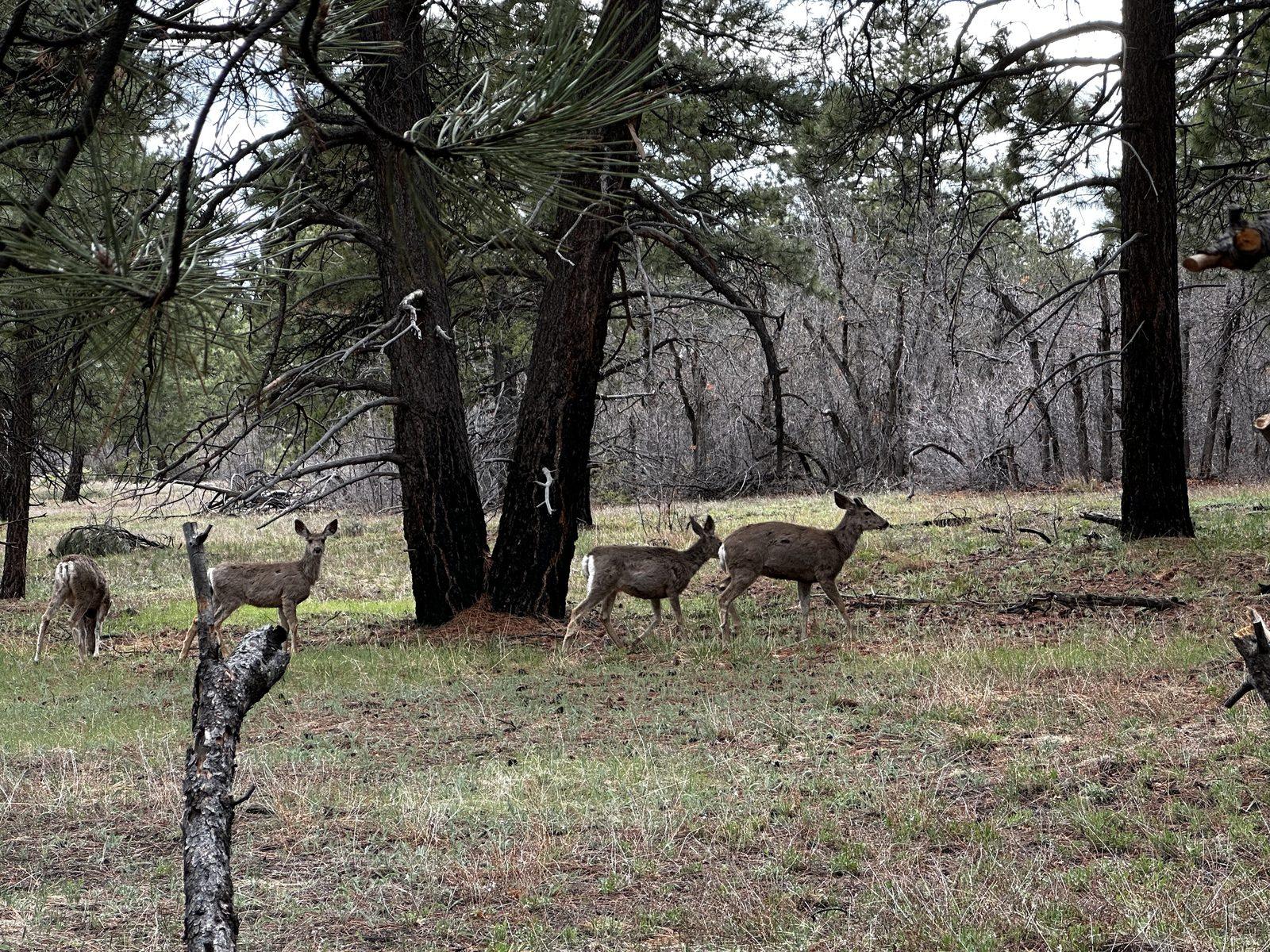 Deer stand and graze beneath pine trees beside the Northgate Peaks Trail.