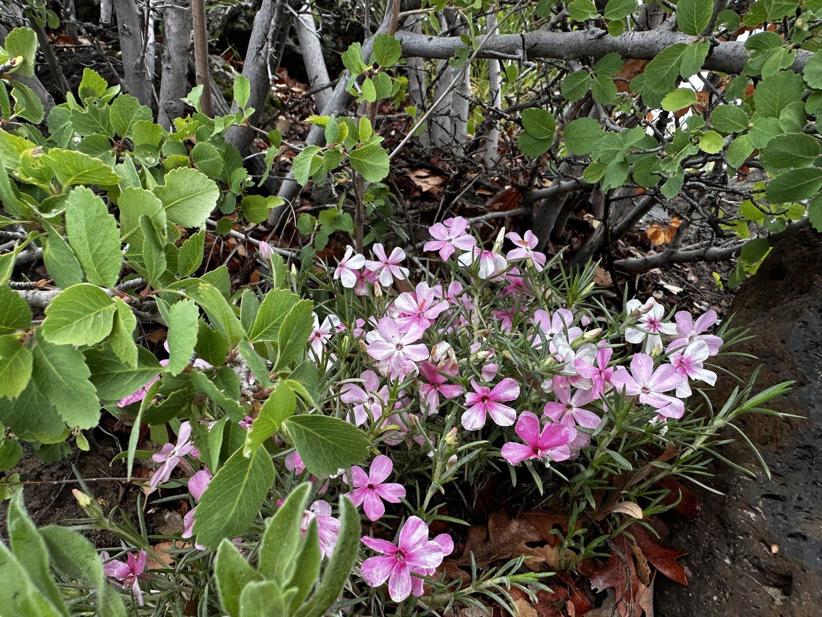 Pink wildflowers bloom among green leaves and fallen twigs beside the trail.
