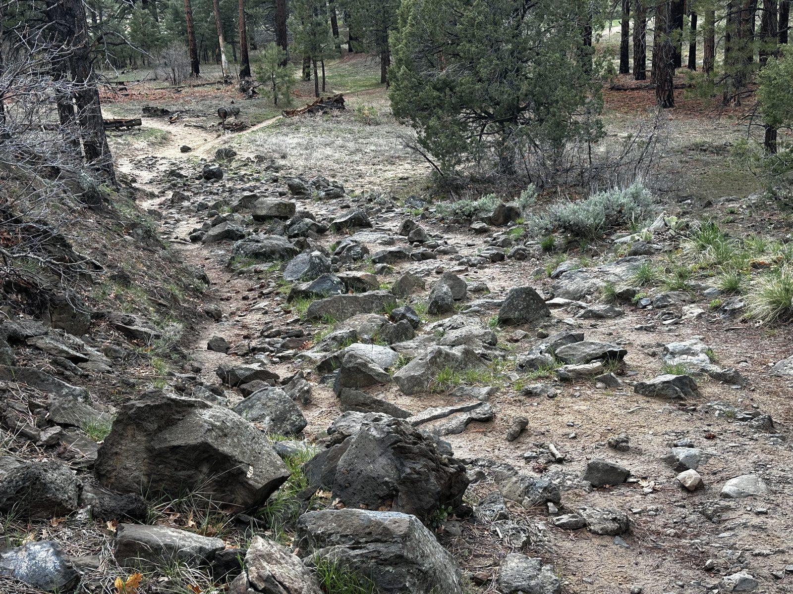 Dark volcanic rocks cover a rough section of trail through the pine forest.