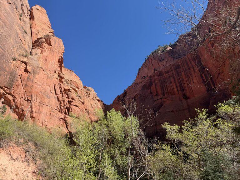 Red canyon walls framing green trees along Taylor Creek
