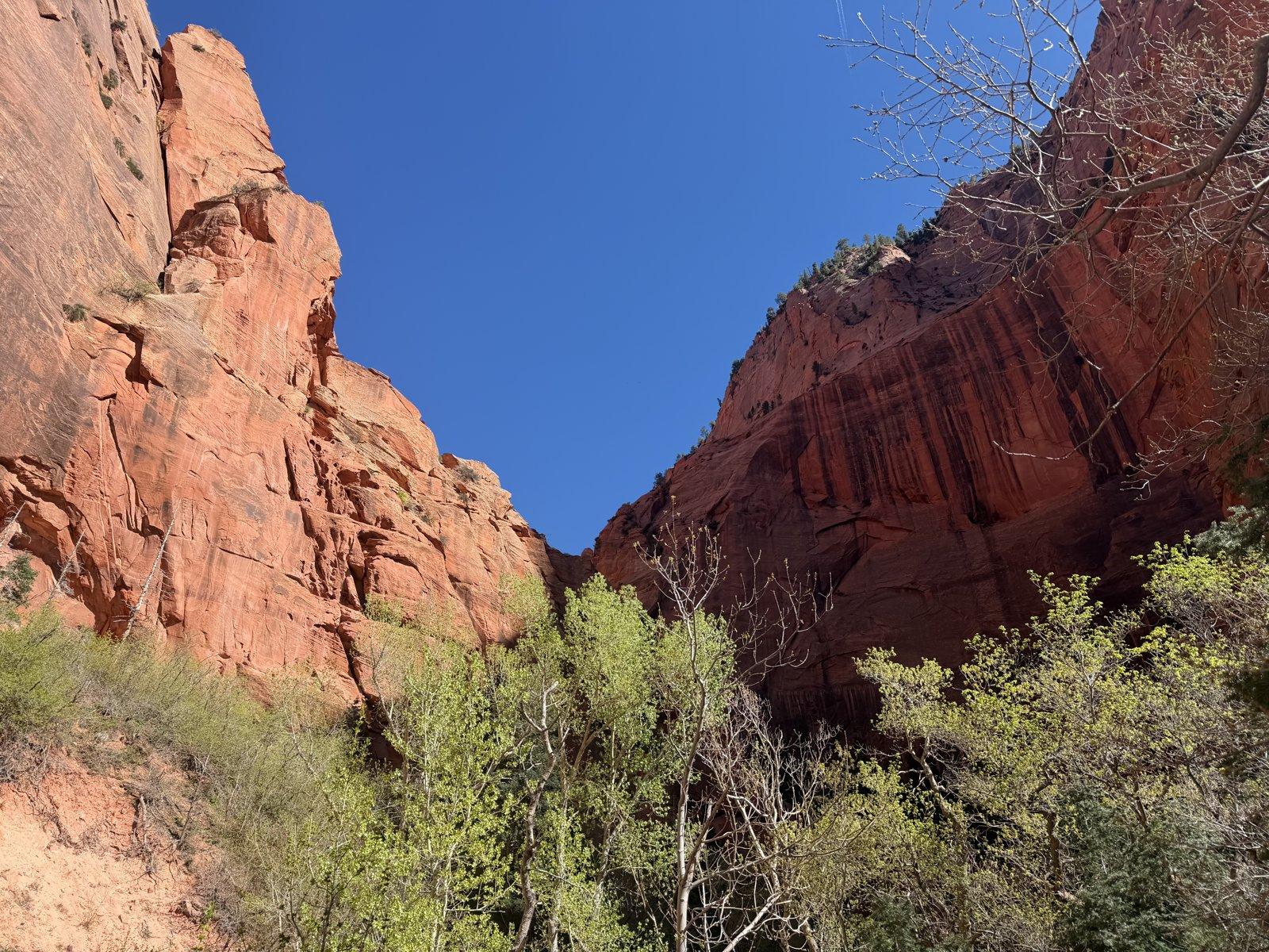 Red canyon walls framing green trees along Taylor Creek