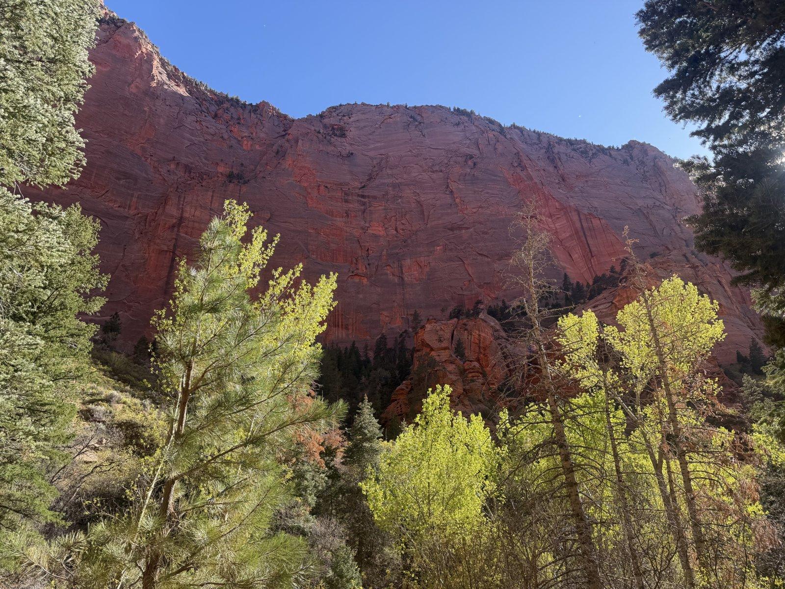 Sunlit spring leaves beneath red cliffs along Taylor Creek